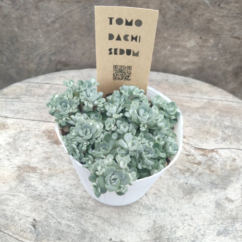 1ポット440円 セダム 白雪ミセバヤ 9cmポット 1ポット440円 セダム 白雪ミセバヤ 9cmポット - メルカリ