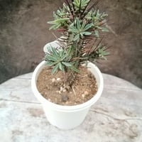 ユーフォルビア　紅彩ロリカ
