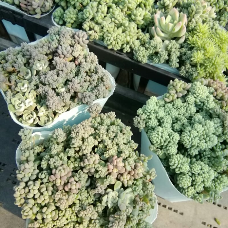 セダム カラーミックス《シルバー系》 | とげとげハウス