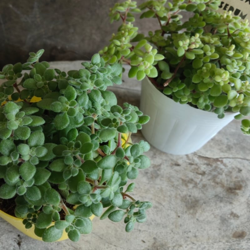 クラッスラ ブロウメアナ | とげとげハウス