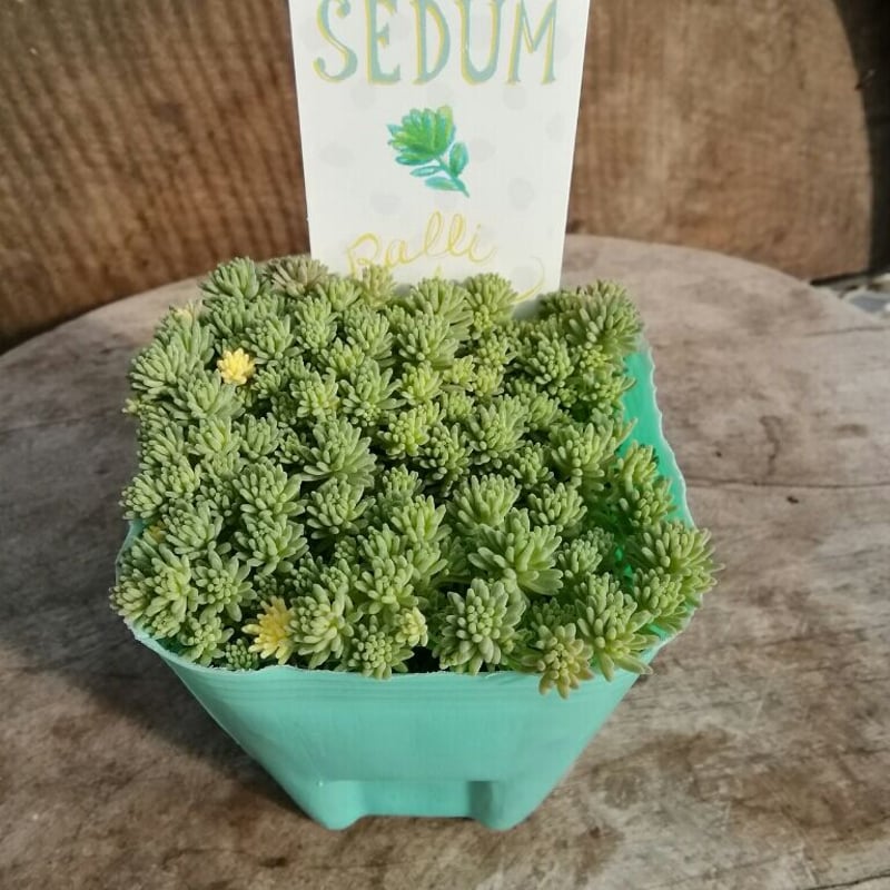 セダム 斑入りパリダム | とげとげハウス