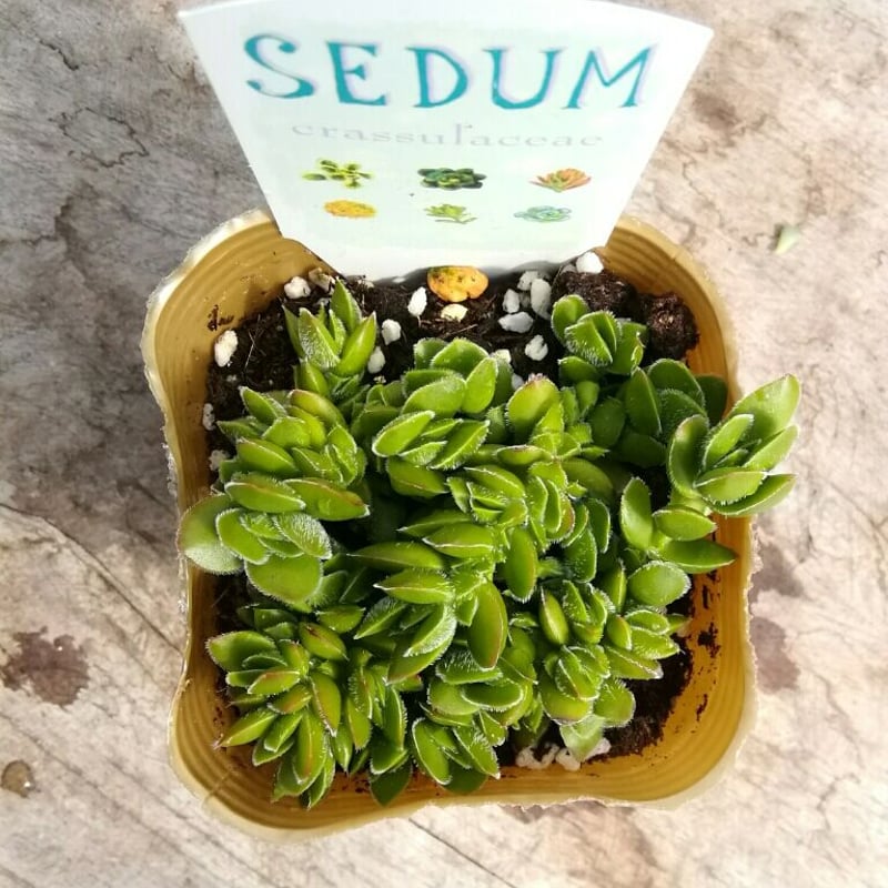 多肉植物　ディビット　① クラッスラ・デイビッド | 多肉植物デイジーアンドビー