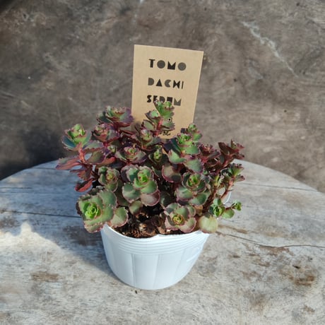 セダム　ドラゴンズブラッド