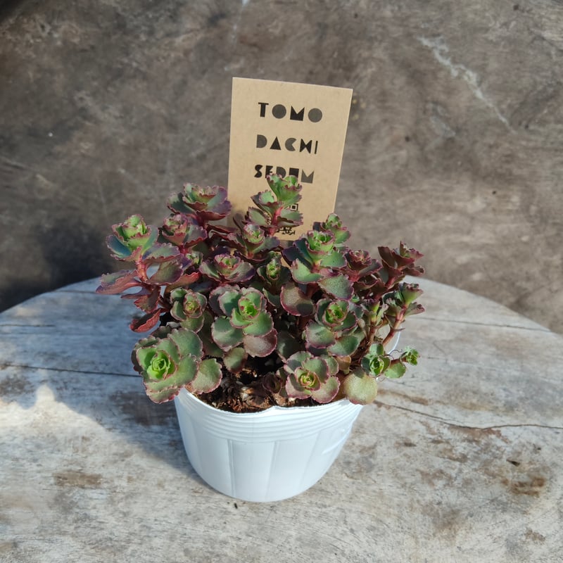 セダム　トリカラーandドラゴンズブラット　　現在の姿4枚目 セダム トリカラーandドラゴンズブラット 現在の姿4枚目 ドラゴンズ