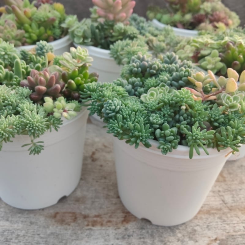 SANROKUセダム ミックスポット | とげとげハウス