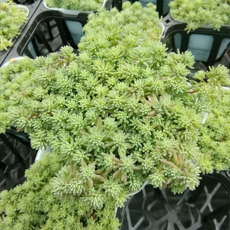 セダム　パリダム