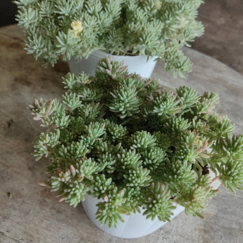 セダム 斑入りパリダム | とげとげハウス