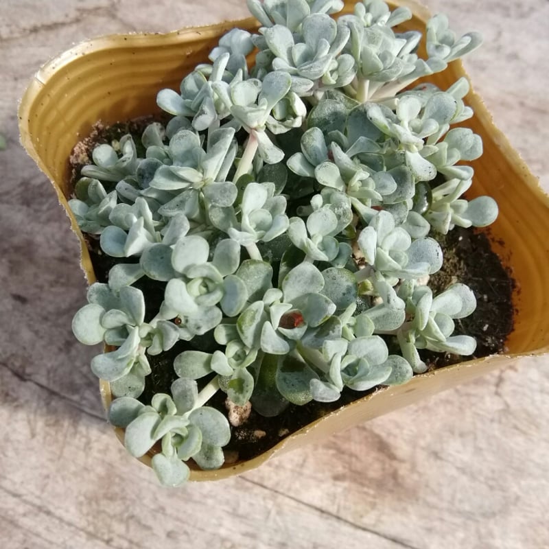 1ポット385円　白雪ミセバヤ　9cmポット 1ポット385円 白雪ミセバヤ 9cmポット 1ポット385円 白雪ミセバヤ 9cm