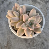 グラプトベリア　テュテュバンス錦