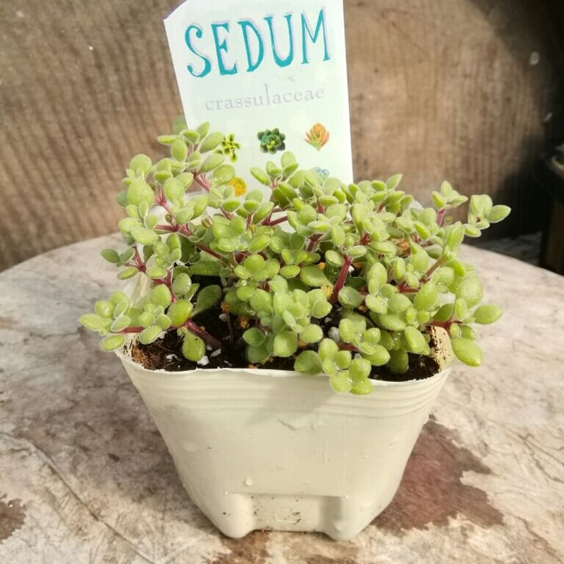 クラッスラ ブロウメアナ | とげとげハウス