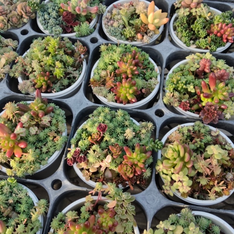 SANROKUセダム ミックスポット | とげとげハウス