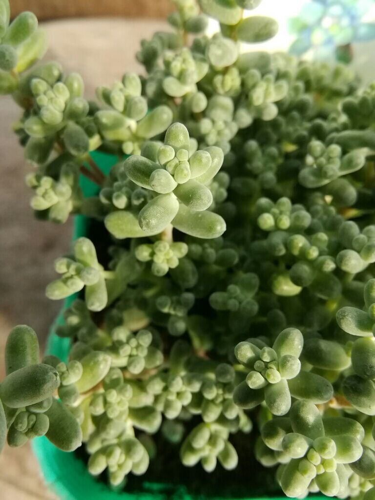 セダム ブレビフォリウム | とげとげハウス