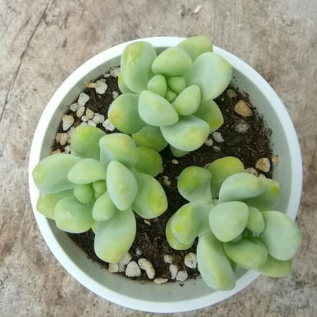 セダム　天使の雫
