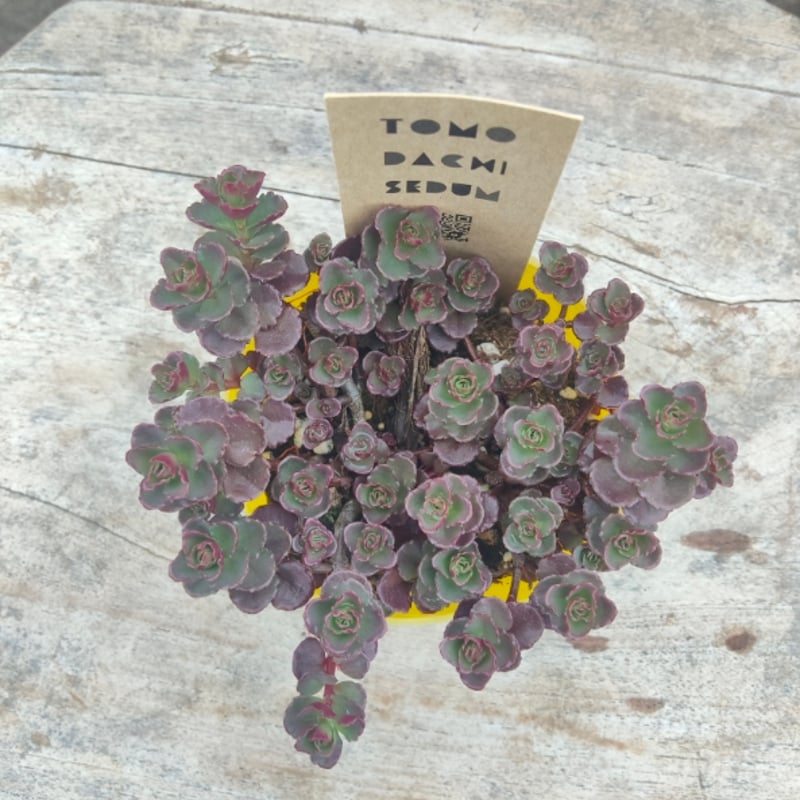 セダム ドラゴンズブラッド | とげとげハウス