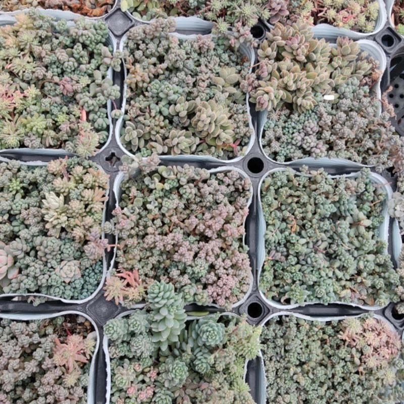 MIXセダムセット | とげとげハウス