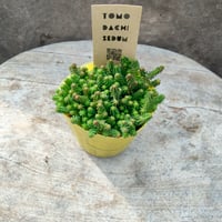 セダム　サクサグラレモスグリーン