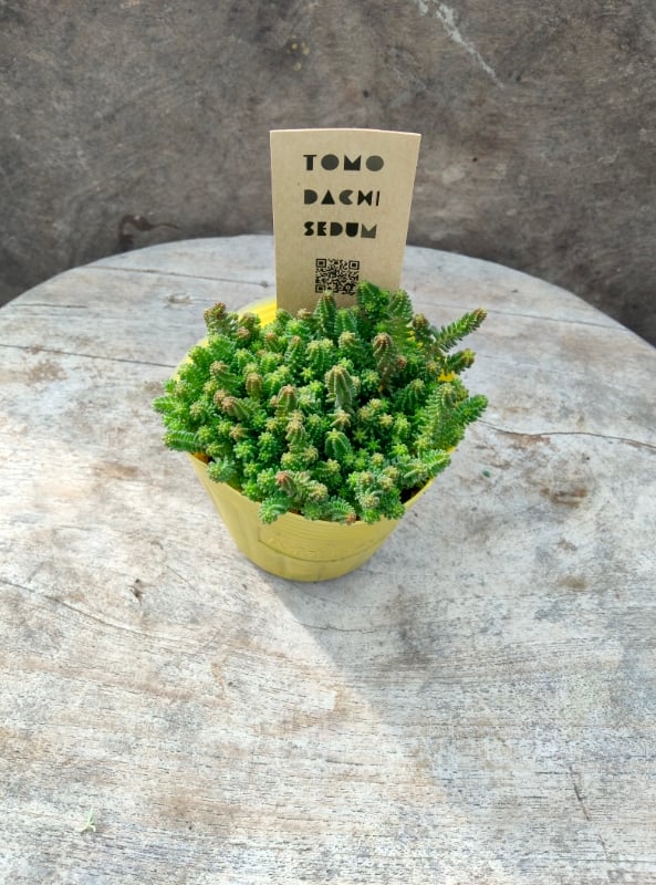 多肉植物　セダム　サクサグラレモスグリーン　40カット fit=scale-down,w=1200