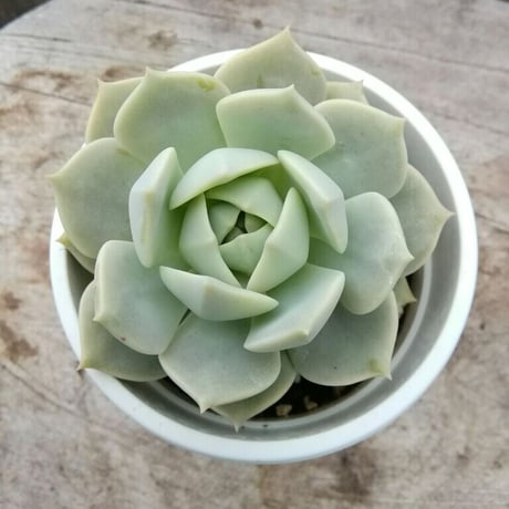 グラプトべリア　白牡丹