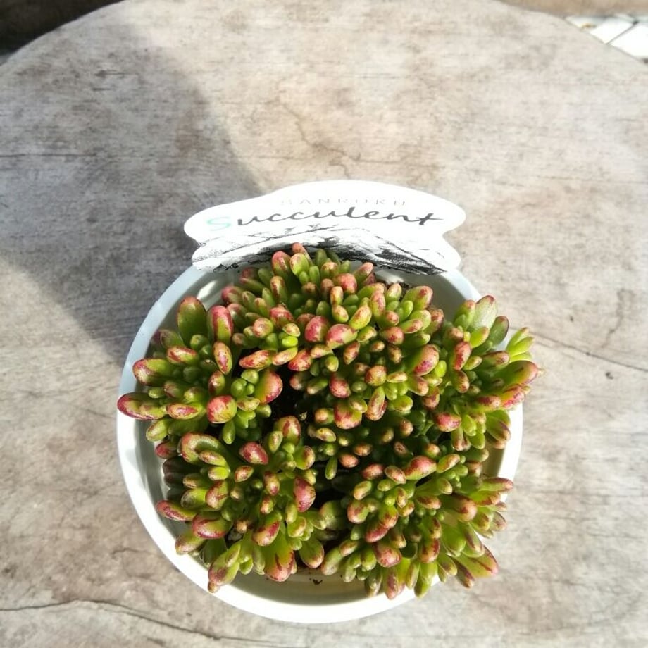 63ec86707d65da7c5aa9ac96