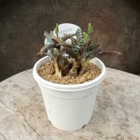 レデボウリア　豹紋