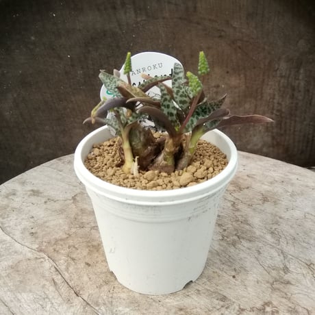 レデボウリア　豹紋
