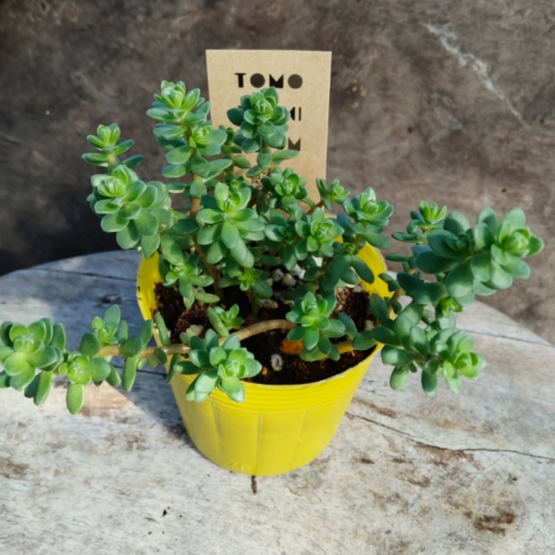 セダム 粉雪 | とげとげハウス