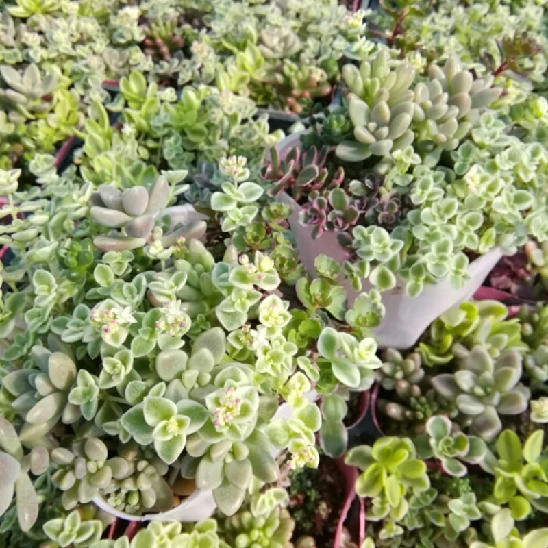 多肉植物 中型 緑とピンク*3 多肉植物 ピンクと緑 2つセット - メルカリ