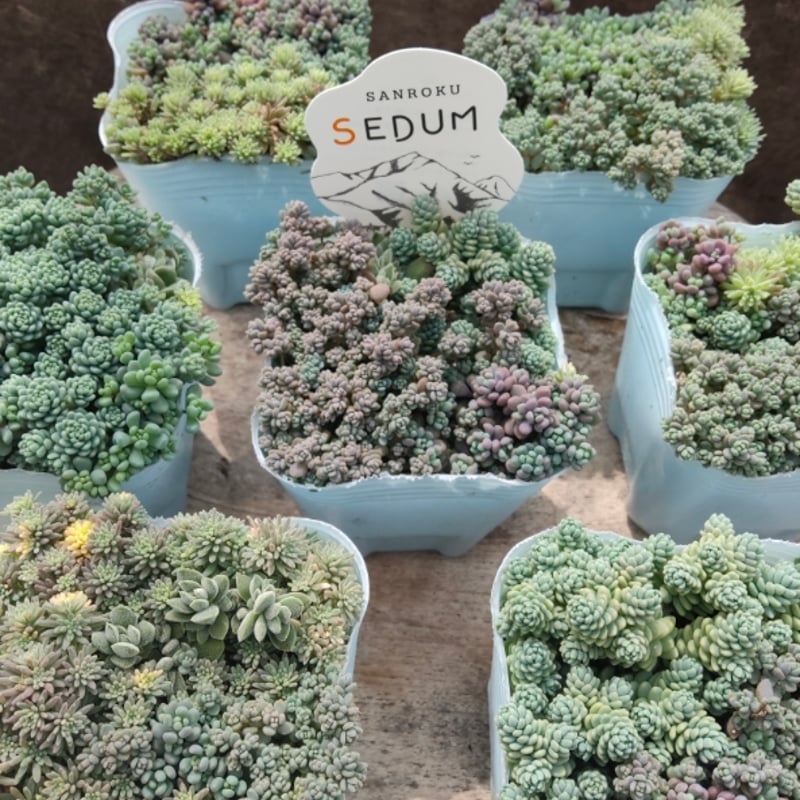 エケベリア・セダム hgcpdmiracle 多肉植物 トロピカルガーデン交配種♡小苗セット エケベリア・セダム