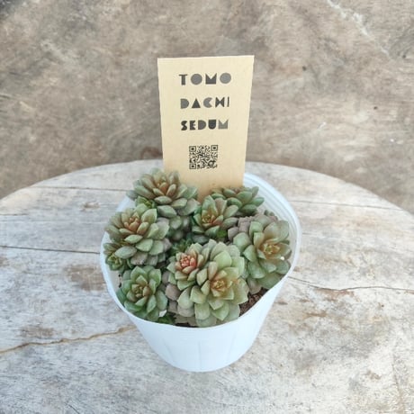 セダム リトルジェム | とげとげハウス