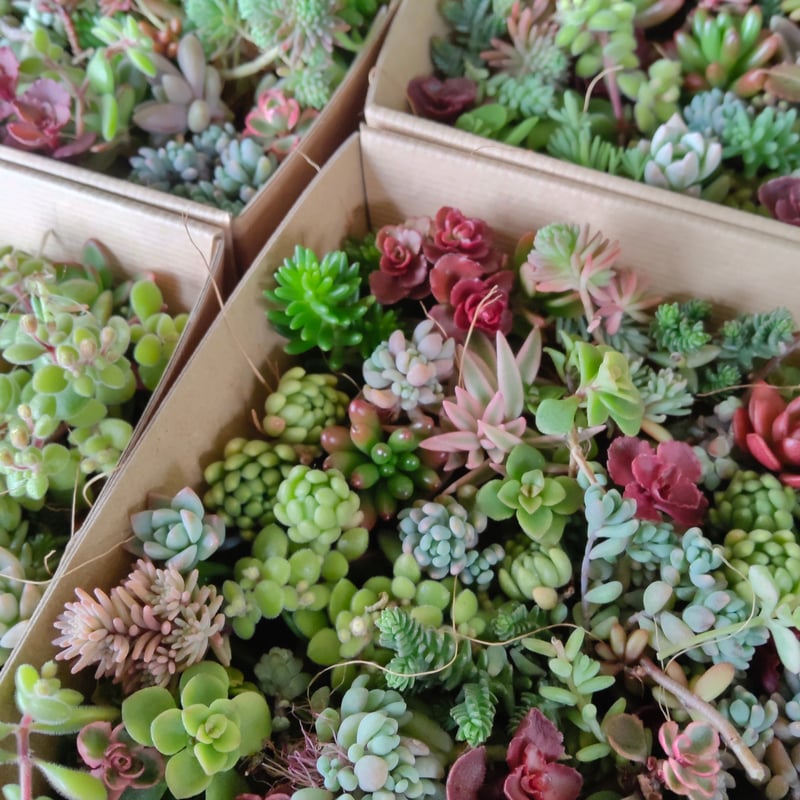 多肉☆キャラメル・大きめ・カット苗 多肉☆キャラメル・大きめ・カット苗