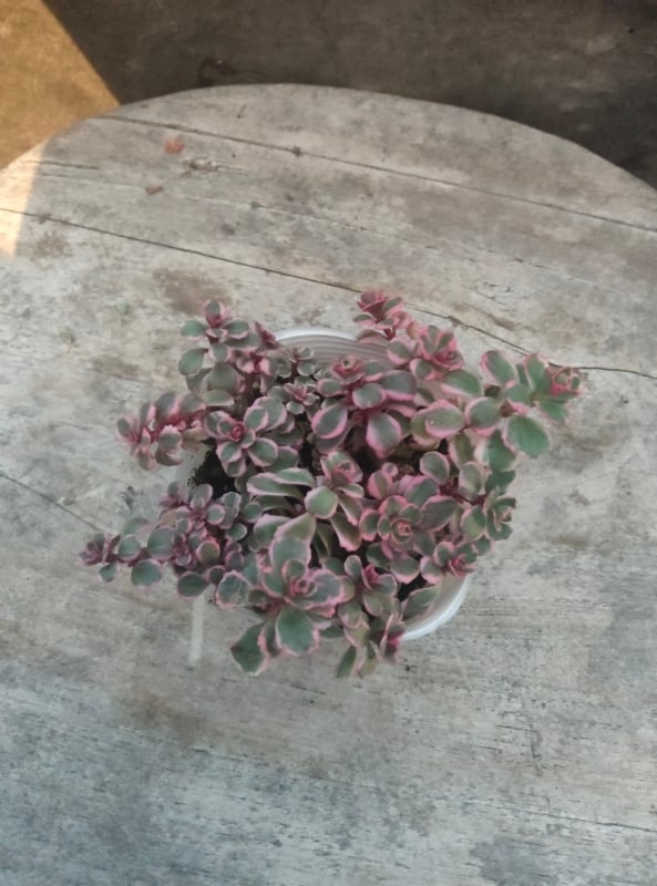 セダム トリカラー | とげとげハウス