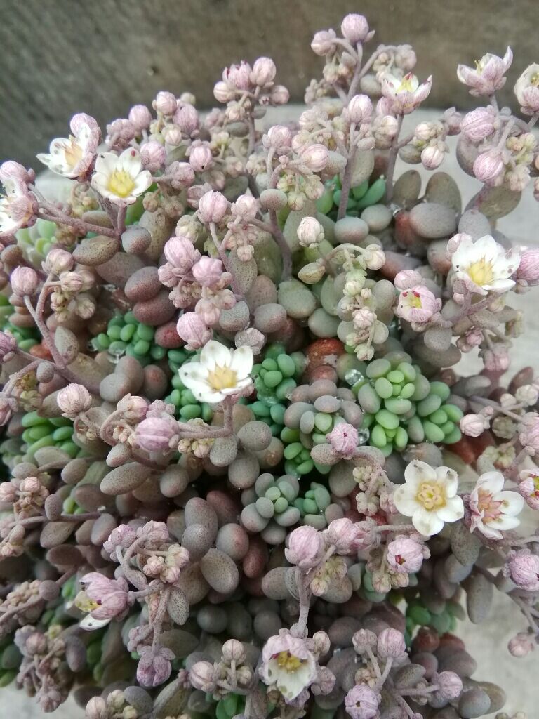 【現品　根付】セダム「パープルヘイズ」粒が数個必ず取れます　お花も終わり 現品 根付】セダム「パープルヘイズ」粒が数個必ず取れます お花も