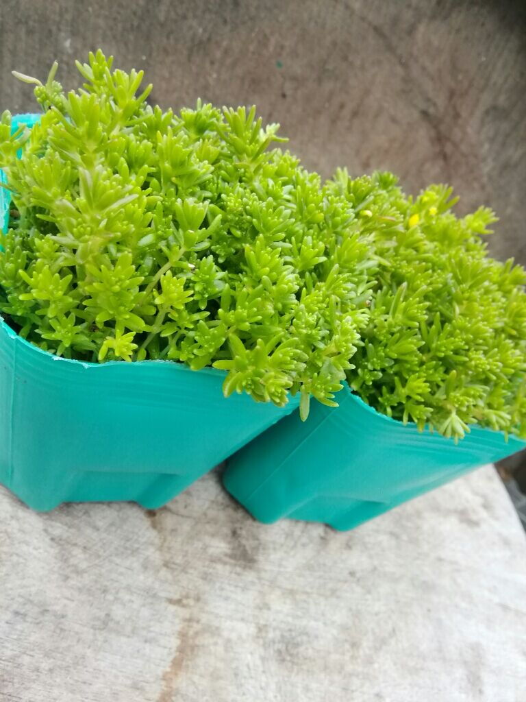original