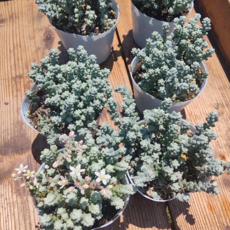カラフル寄せあつめセット