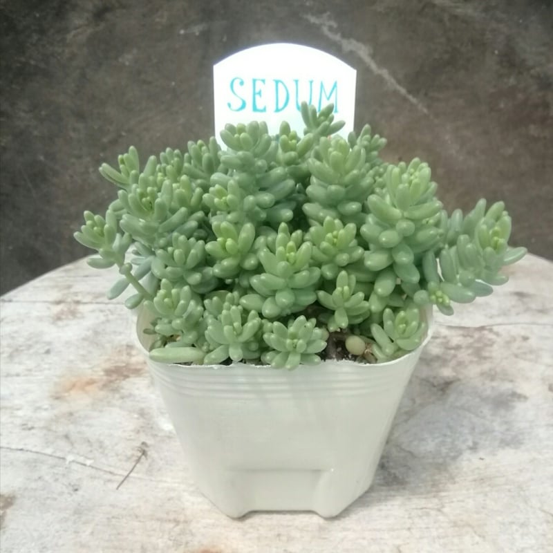 セダム フロムフランス | とげとげハウス