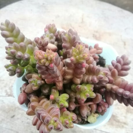 セダム　玉葉