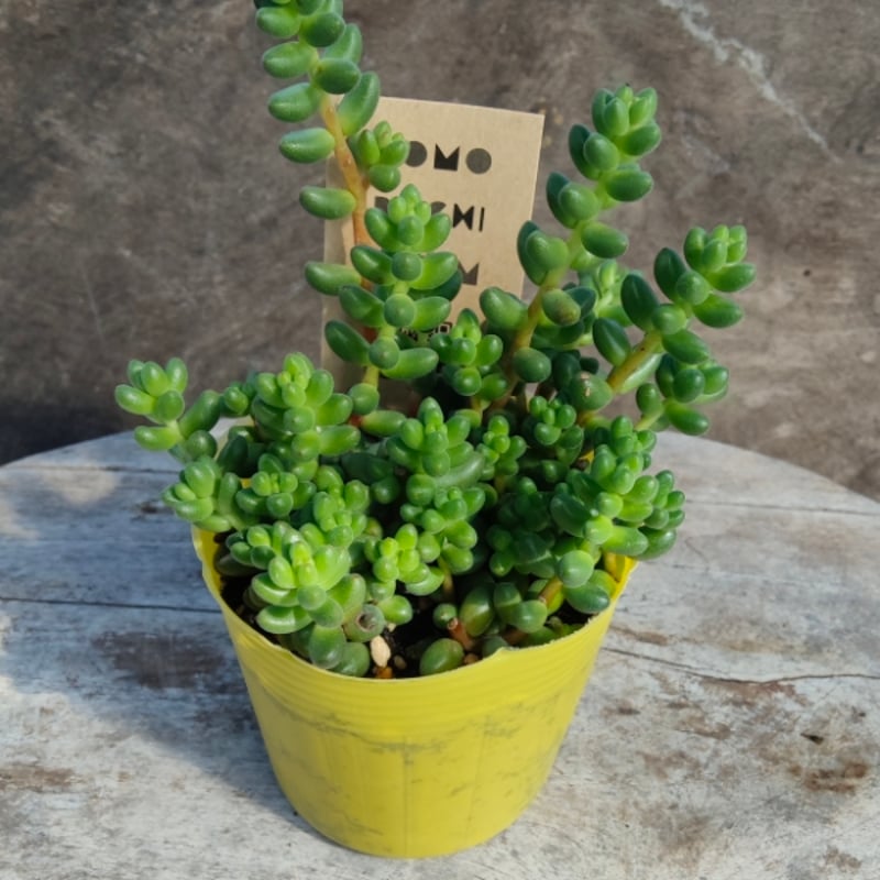 セダム 玉葉 | とげとげハウス