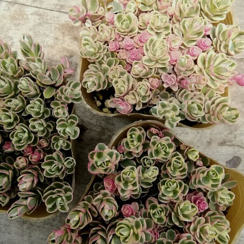 多肉植物 セダム トリカラー  抜き苗♡ ☆セダム・トリカラー ☆ピンクの斑入り ☆5株・2cm弱☆抜き苗