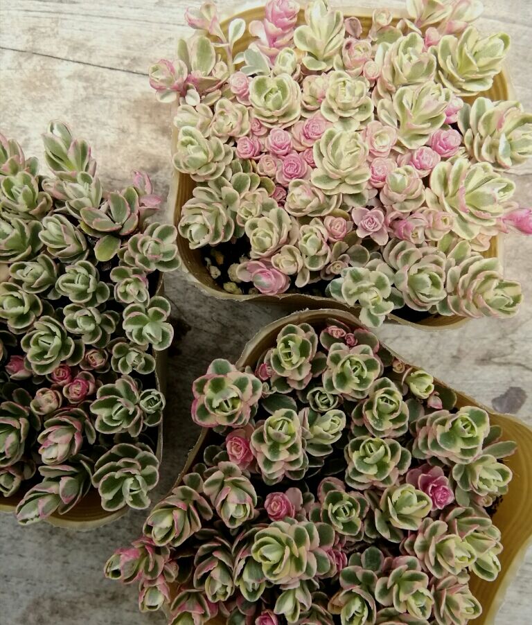 多肉植物 セダム トリカラー  抜き苗♡ トリカラー セダム 多肉植物 多肉植物 プクニク 通販 18236912