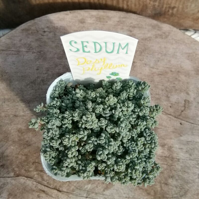 【美品】色違いダシフィルム2個セット 園芸ネット本店｜セダム：ダシフィルムリファレンス3号ポット 2株