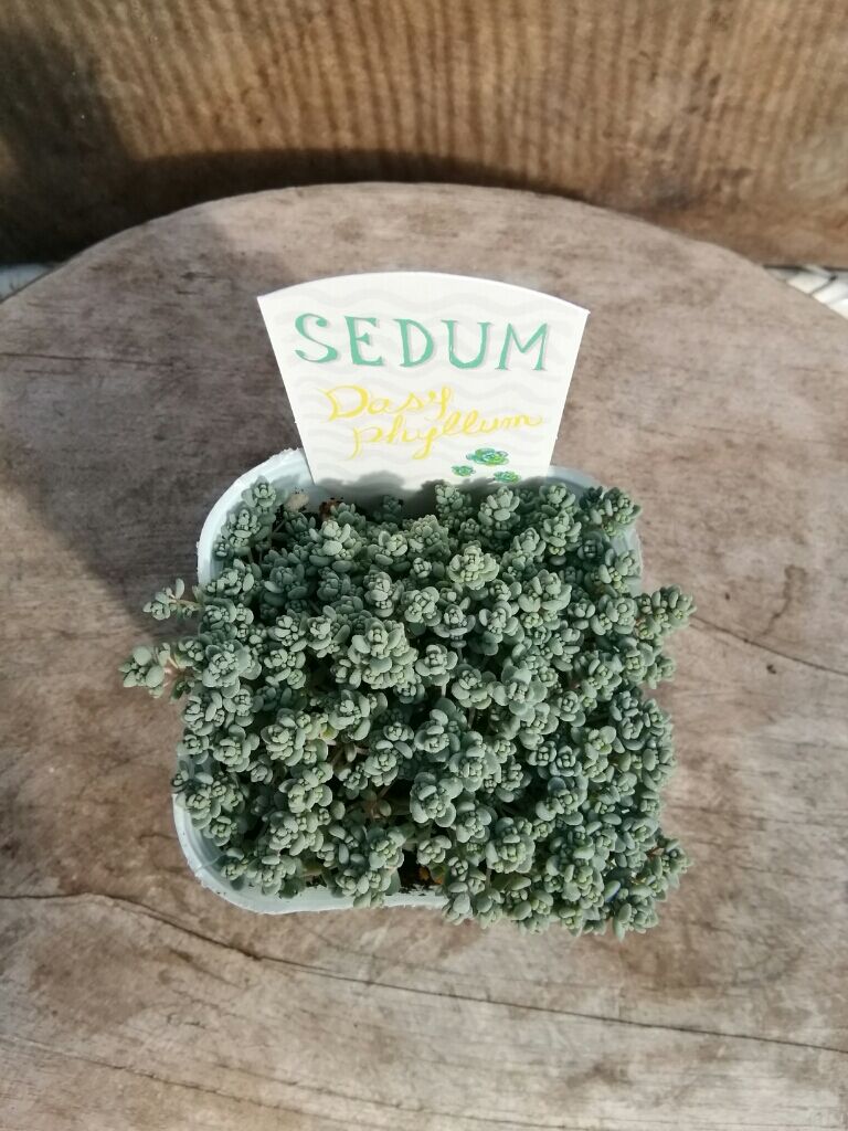 ①くすみカラーダシフィルム❤①現品2個セット 即購入OK ポットごと発送 セダム ダシフィルム | とげとげハウス