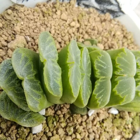 ハオルチア　グリーン玉扇