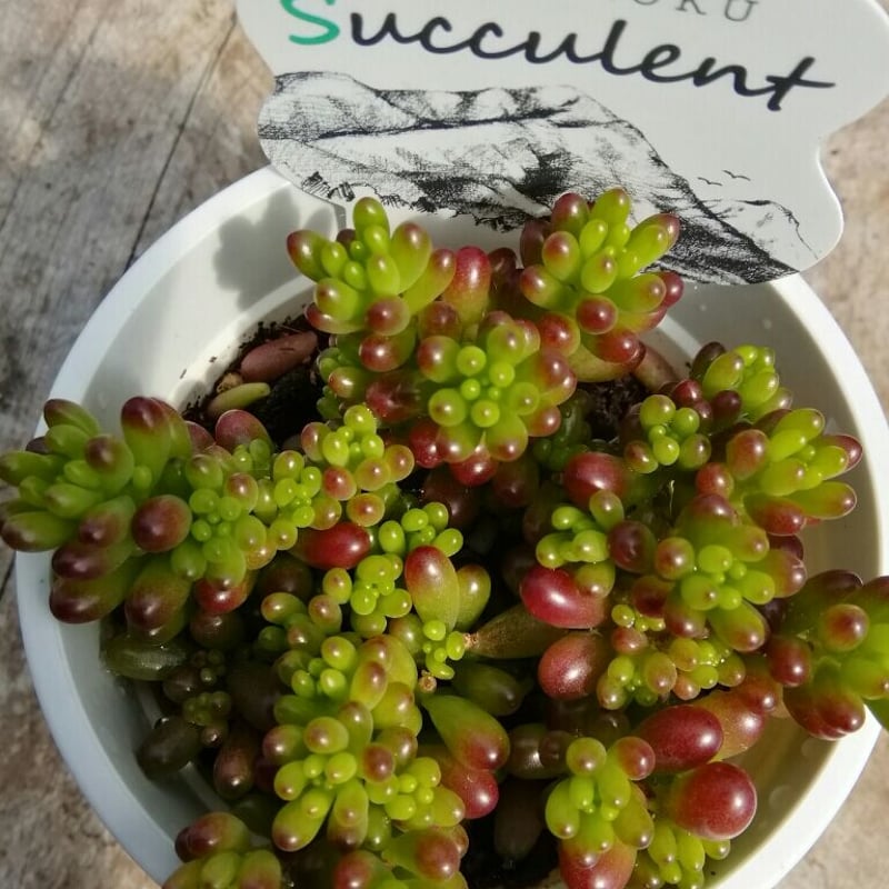 セダム レッドベリー | とげとげハウス