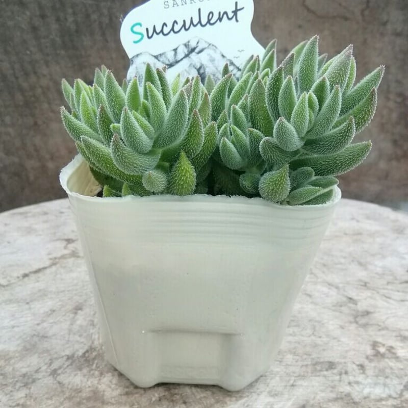 クラッスラ 銀揃 2019/7/7時点