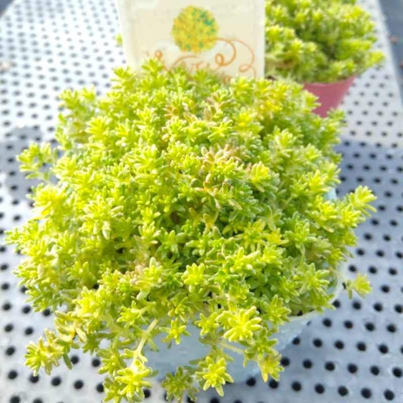 セダム 斑入りホソバオウゴン(緑斑) | とげとげハウス