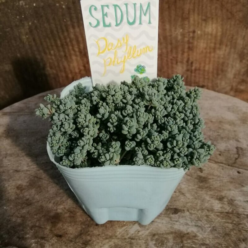 ①くすみカラーダシフィルム❤①現品2個セット 即購入OK ポットごと発送 セダム ダシフィルム | とげとげハウス