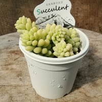 セダム　ビアホップ
