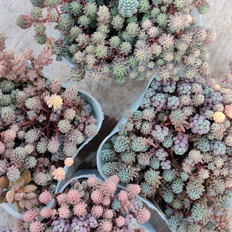 MIXセダムセット | とげとげハウス