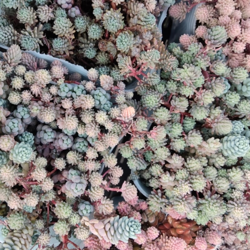 MIXセダムセット | とげとげハウス