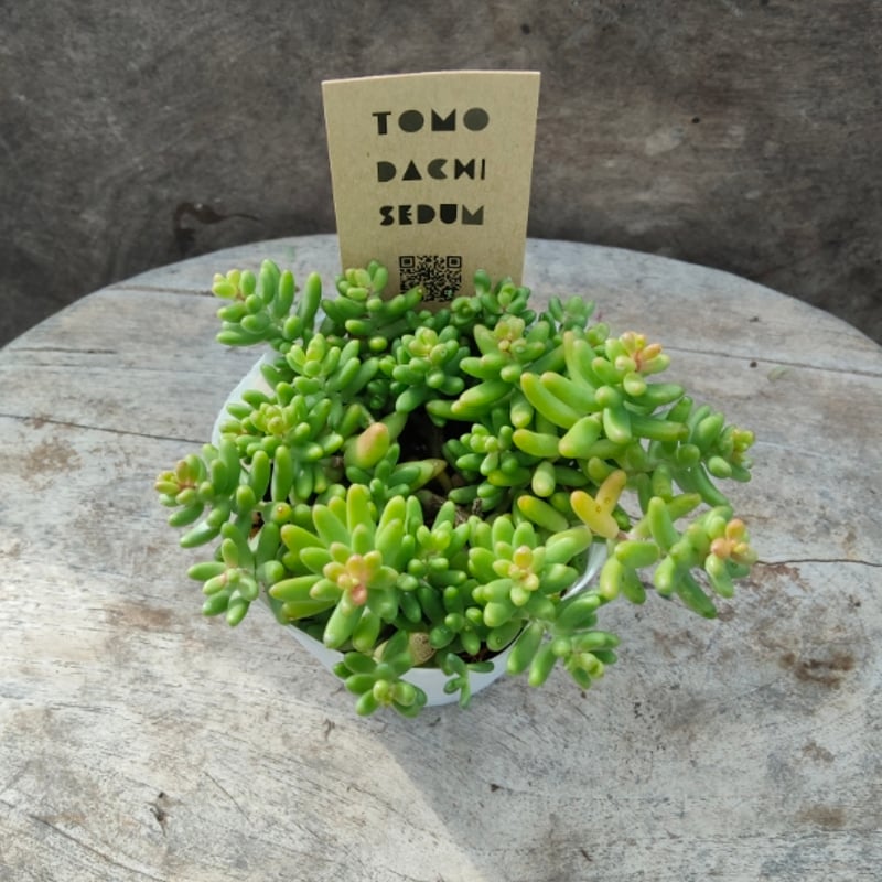 セダム フロムフランス | とげとげハウス